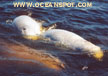 belugas breathing1_thu.jpg (39244 bytes)