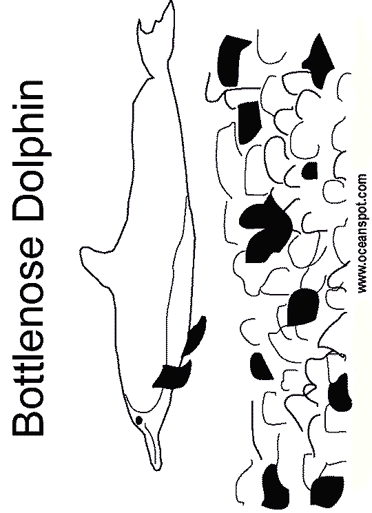 bottlenose dolphin2_drawing.gif (16098 bytes)