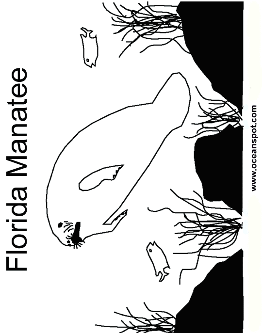 florida manatee_drawing.gif (30730 bytes)