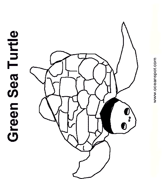 green sea turtle_drawing.gif (27053 bytes)