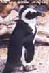 penguin3_thu.jpg (35494 bytes)