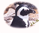 penguin_.GIF (10043 bytes)