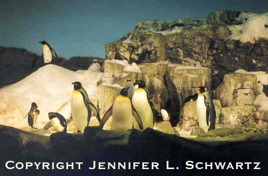 penguin_1.jpg (41377 bytes)