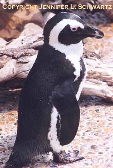 penguin_3.jpg (50466 bytes)