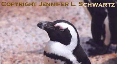 penguin_4.jpg (34367 bytes)