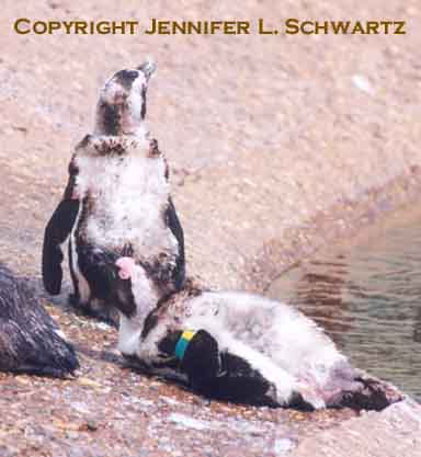 penguin_5.jpg (60397 bytes)