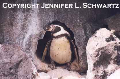 penguin_6.jpg (46229 bytes)