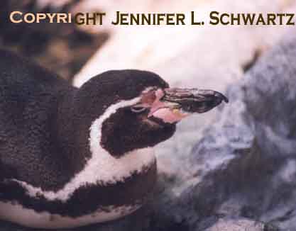 penguin_7.jpg (48680 bytes)