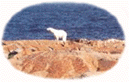 polar bear main.gif (8966 bytes)