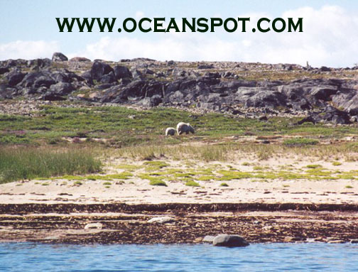 polar bear with cub5.jpg (108631 bytes)