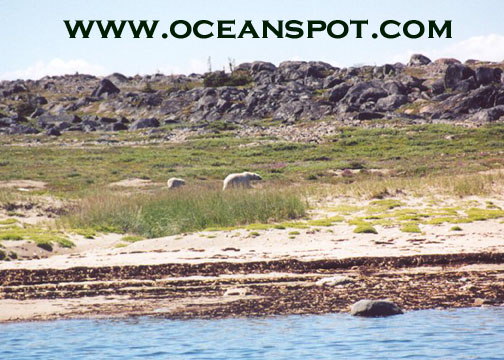 polar bear with cub6.jpg (104083 bytes)