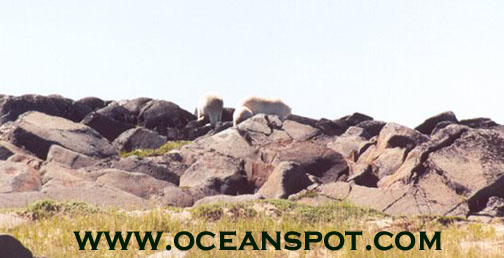 polar bear with cub and other7.jpg (60885 bytes)