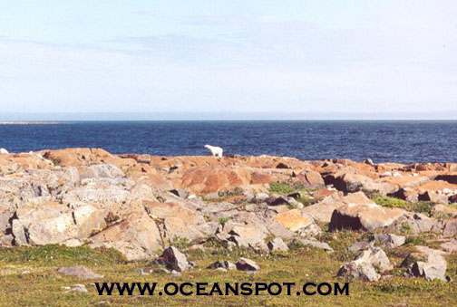 polarbear1.jpg (84510 bytes)