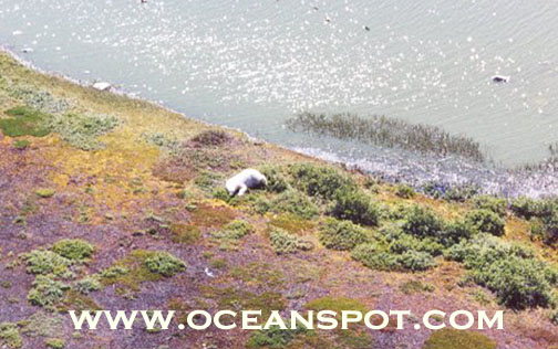 polarbear sleeping on island3.jpg (89586 bytes)