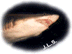 shark_.gif (3574 bytes)