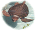 turtle_.gif (4172 bytes)