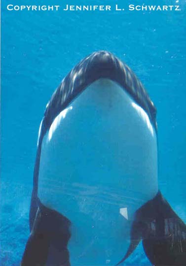 Orca_3.jpg (24446 bytes)