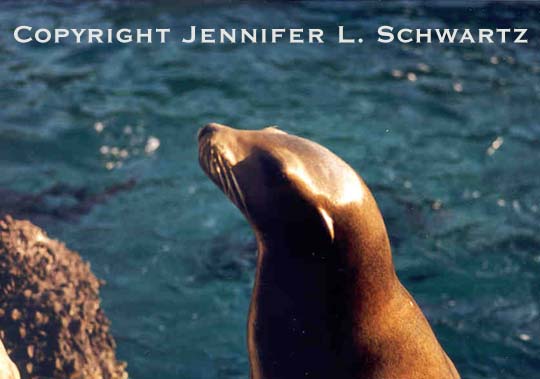 Seal_1.jpg (33916 bytes)