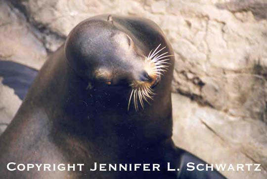 Seal_2.jpg (31440 bytes)