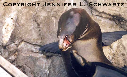 Seal_3.jpg (41270 bytes)