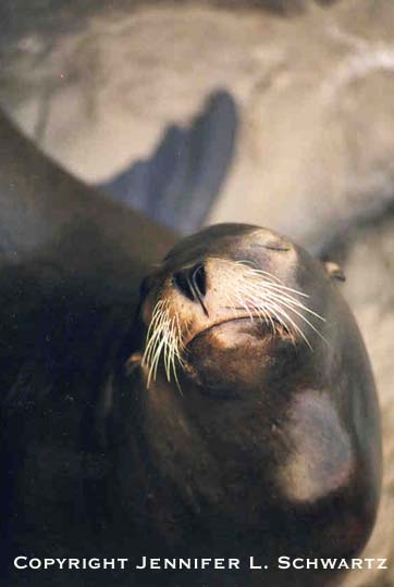 Seal_5.jpg (25374 bytes)