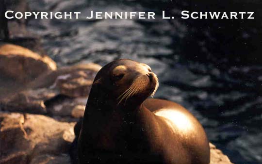 Seal_6.jpg (29158 bytes)