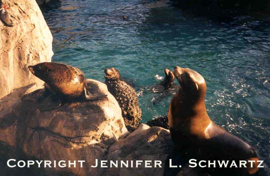 Seal_7.jpg (47782 bytes)