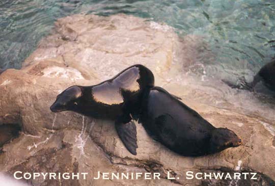 Seal_8.jpg (39936 bytes)