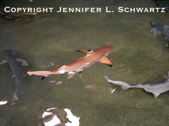 Shark_1.jpg (31528 bytes)