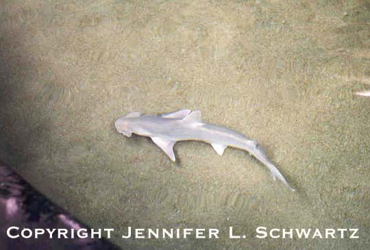Shark_2.jpg (37283 bytes)