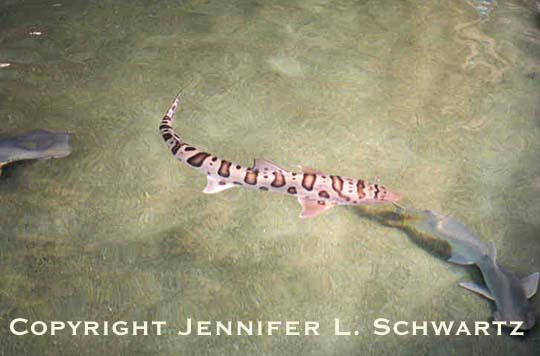 Shark_3.jpg (32803 bytes)