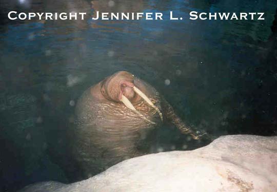 Walrus_1.jpg (27206 bytes)