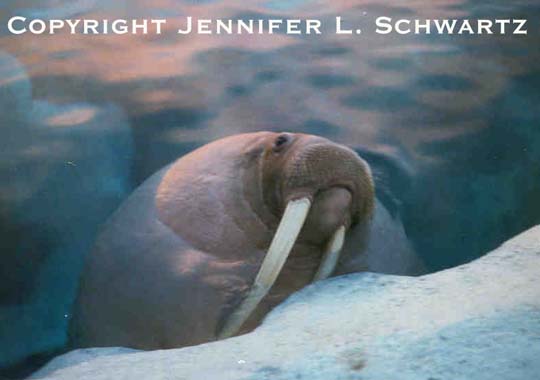 Walrus_2.jpg (26074 bytes)