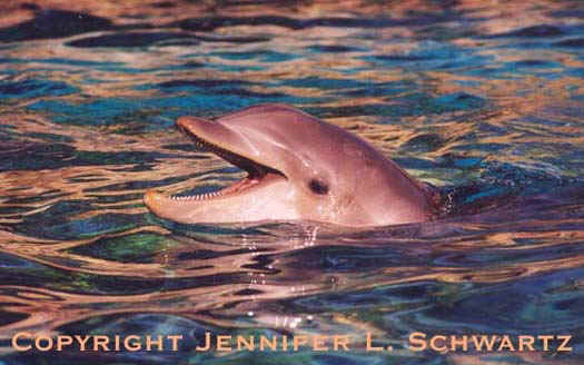dolphin.jpg (43022 bytes)