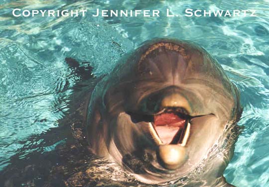 dolphin_1.jpg (50102 bytes)