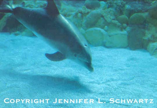 dolphin_10.jpg (31511 bytes)