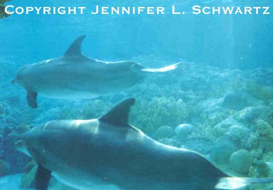 dolphin_11.jpg (28542 bytes)