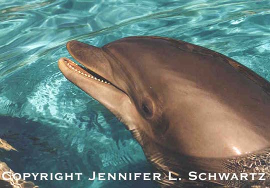 dolphin_2.jpg (40238 bytes)
