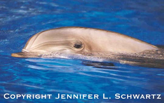 dolphin_3.jpg (32567 bytes)