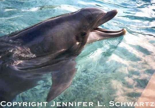 dolphin_4.jpg (41385 bytes)