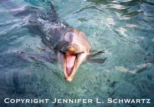 dolphin_5.jpg (46227 bytes)