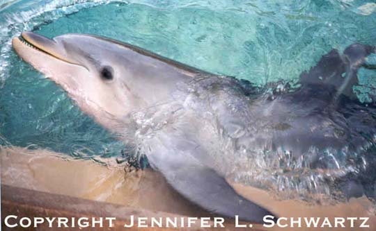 dolphin_6.jpg (37801 bytes)