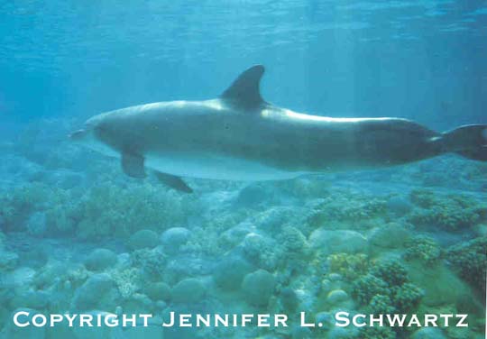 dolphin_7.jpg (28818 bytes)