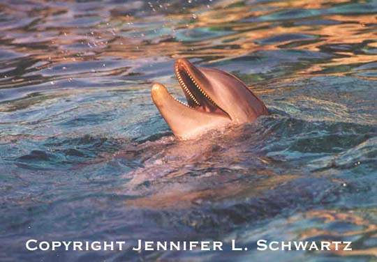 dolphin_8.jpg (45043 bytes)