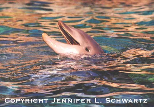 dolphin_9.jpg (50959 bytes)
