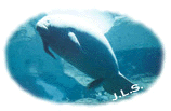 Manatee.gif (10868 bytes)