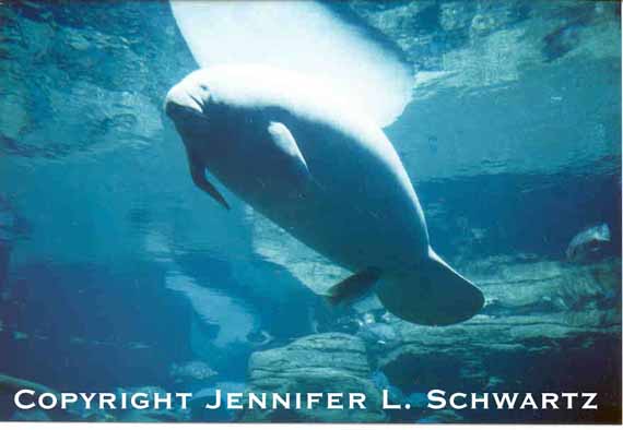 manatee.jpg (26973 bytes)