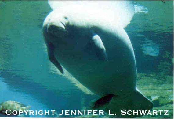 manatee19.jpg (31031 bytes)