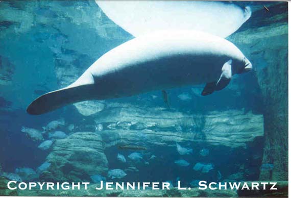 manatee20.jpg (36733 bytes)