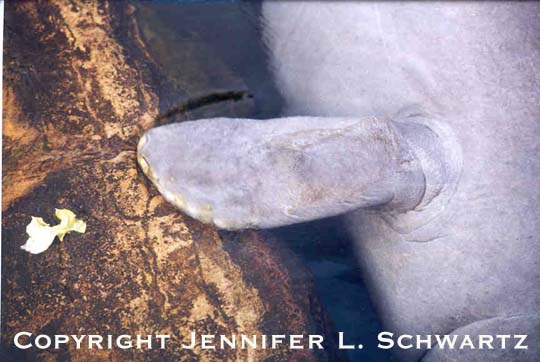 manatee_1.jpg (44847 bytes)